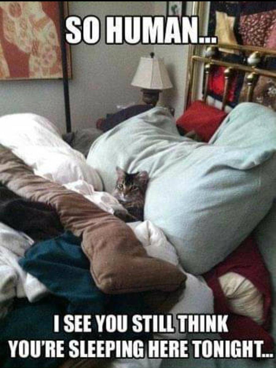 meme kucing di kasur