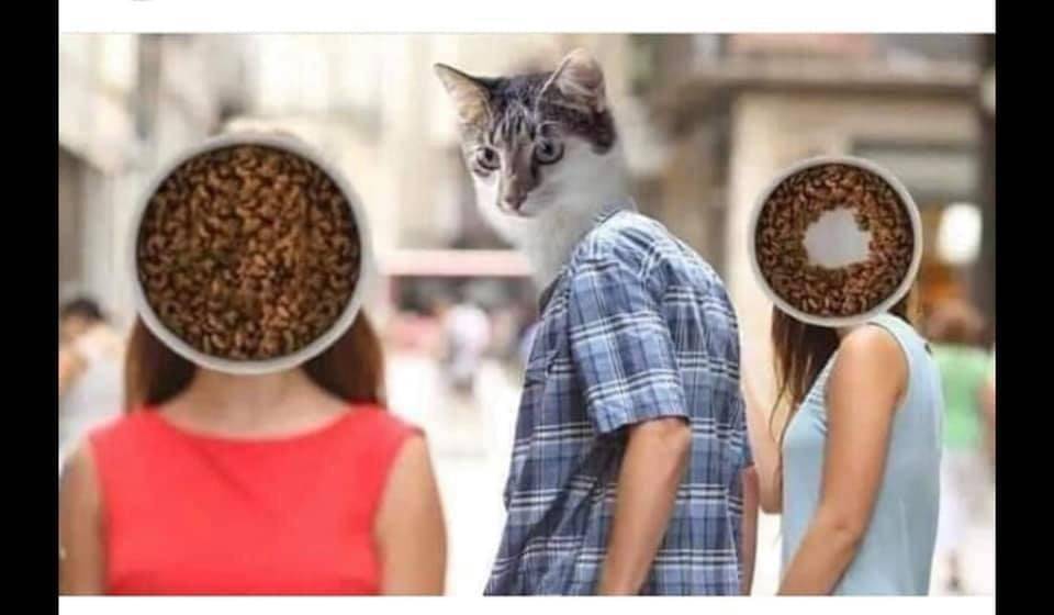 meme kucing tentang mangkuk makanan