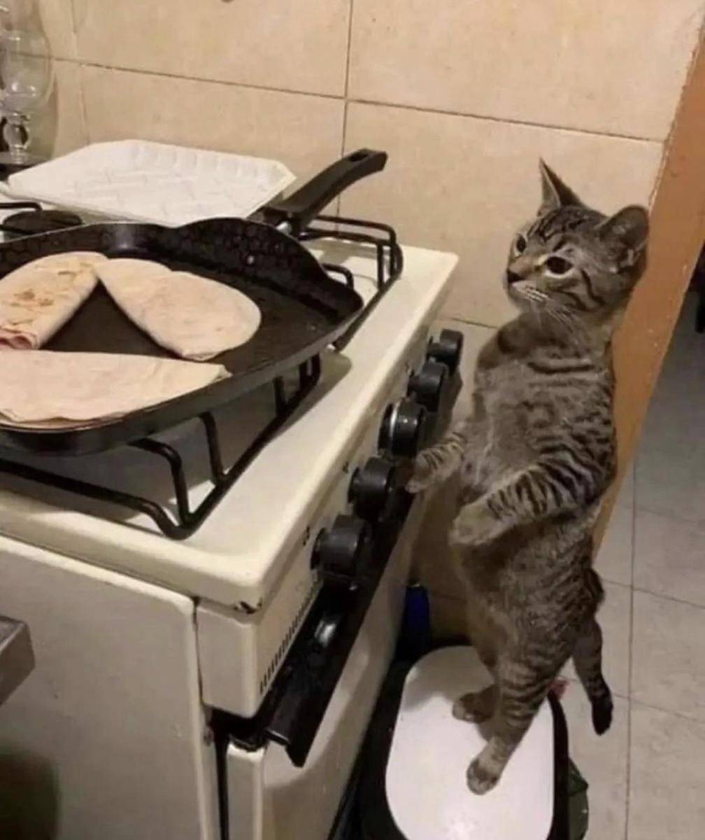 meme kucing di dapur
