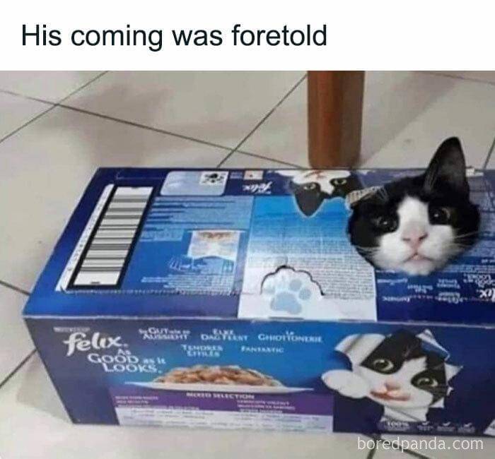 meme kucing tentang kotak