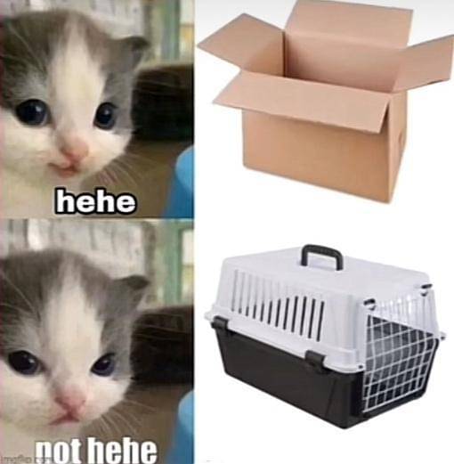 meme kucing tentang kotak