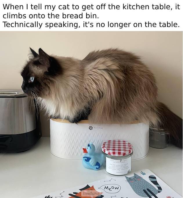 meme kucing di dapur