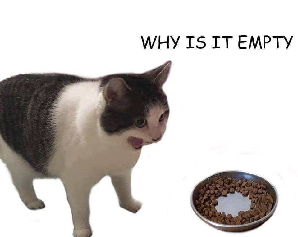 meme kucing tentang mangkuk makanan