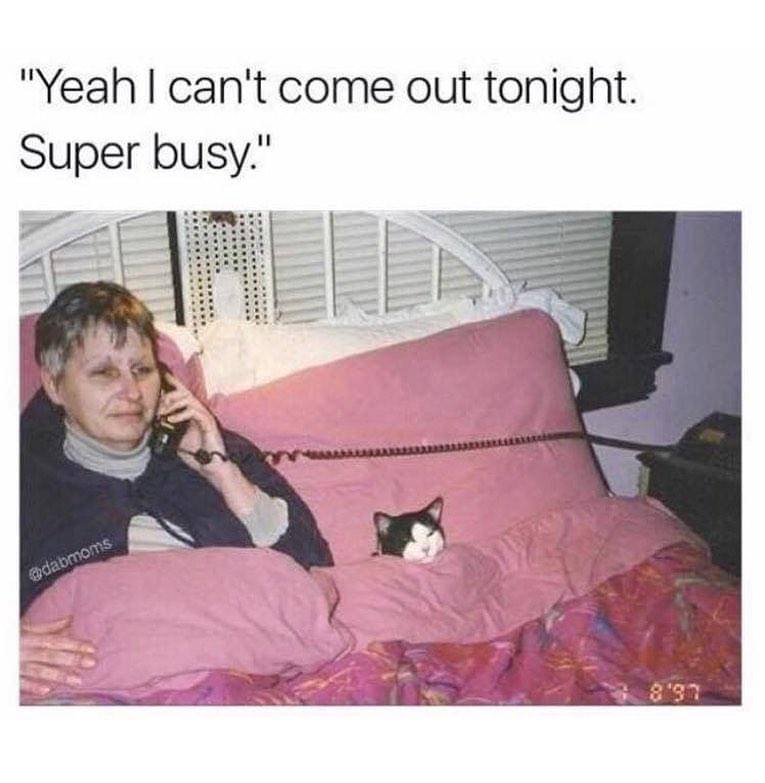 meme kucing di kasur