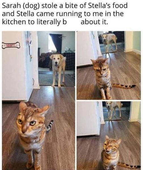 meme kucing di dapur