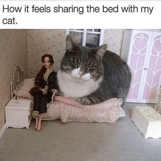 meme kucing di kasur