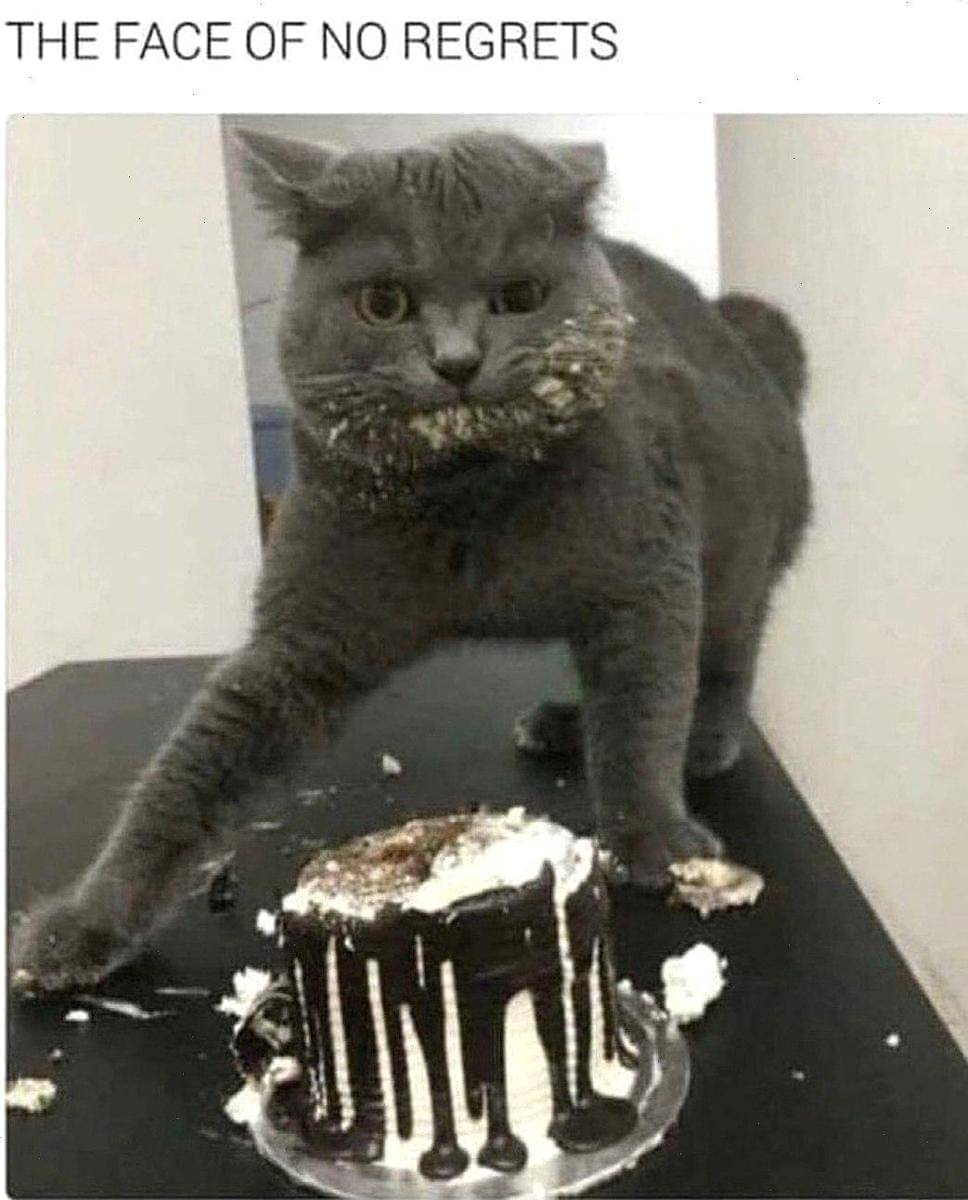meme kucing di dapur