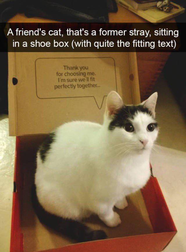 meme kucing tentang kotak