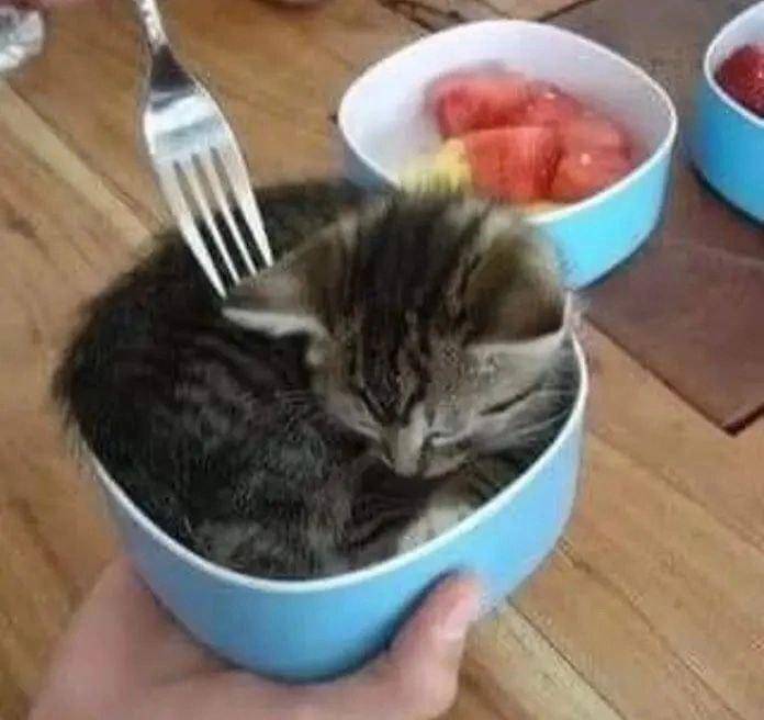 meme kucing tentang mangkuk makanan