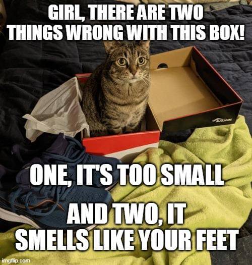 meme kucing tentang kotak