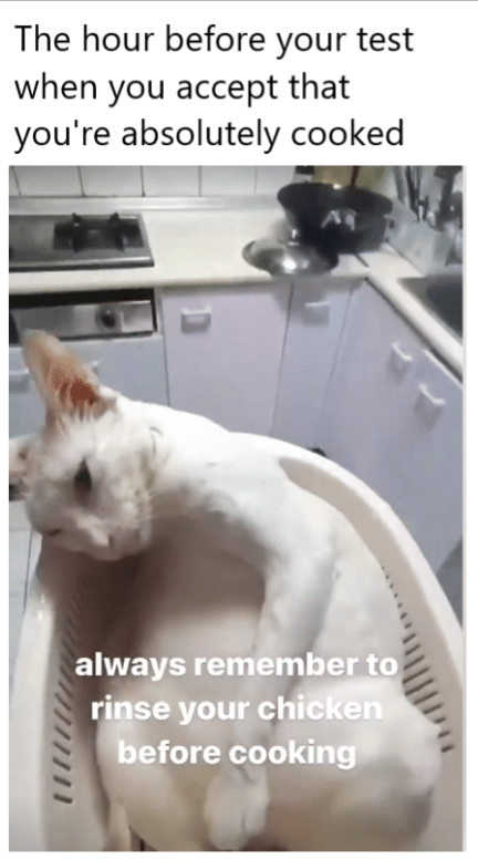 meme kucing di dapur