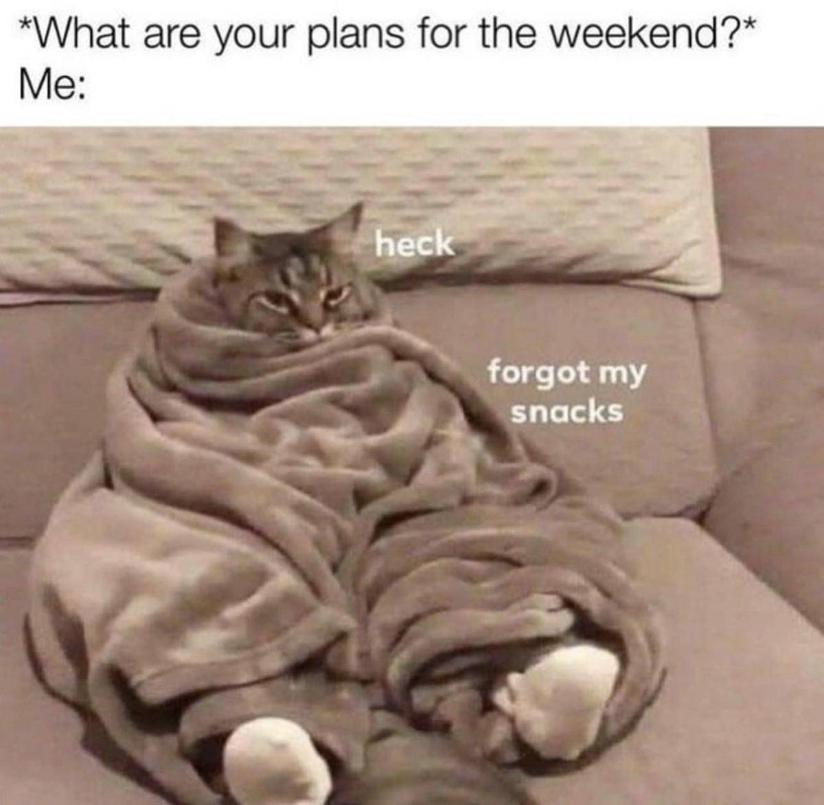 meme kucing di kasur