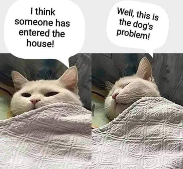 meme kucing di kasur
