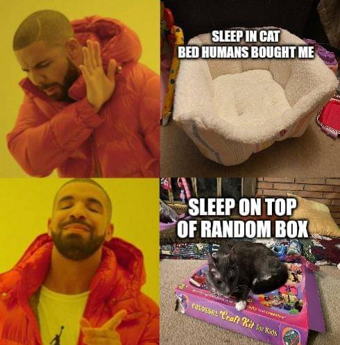 meme kucing tentang kotak