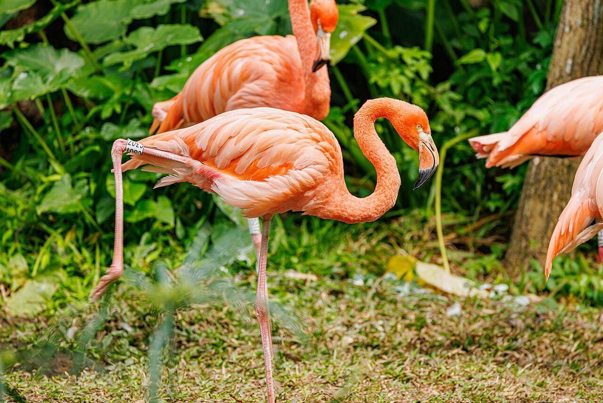 burung flamingo oranye