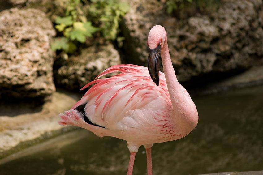 burung flamingo merah muda