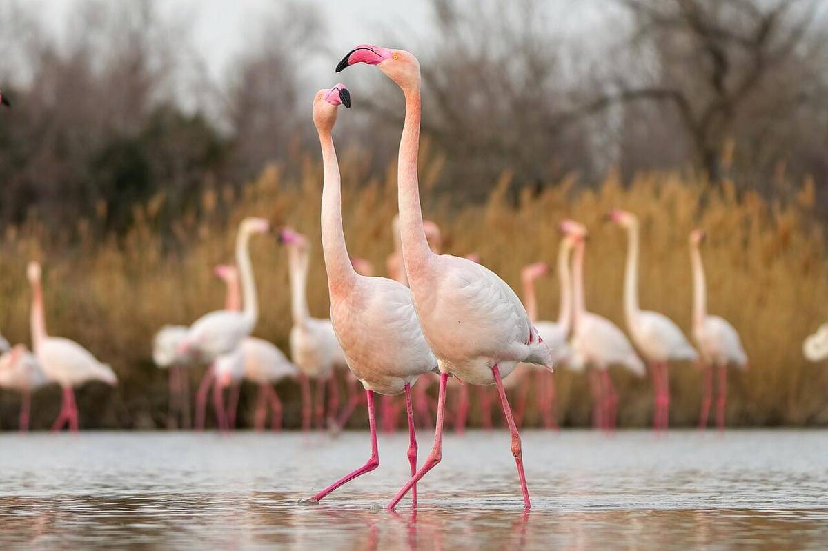 burung flamingo merah muda