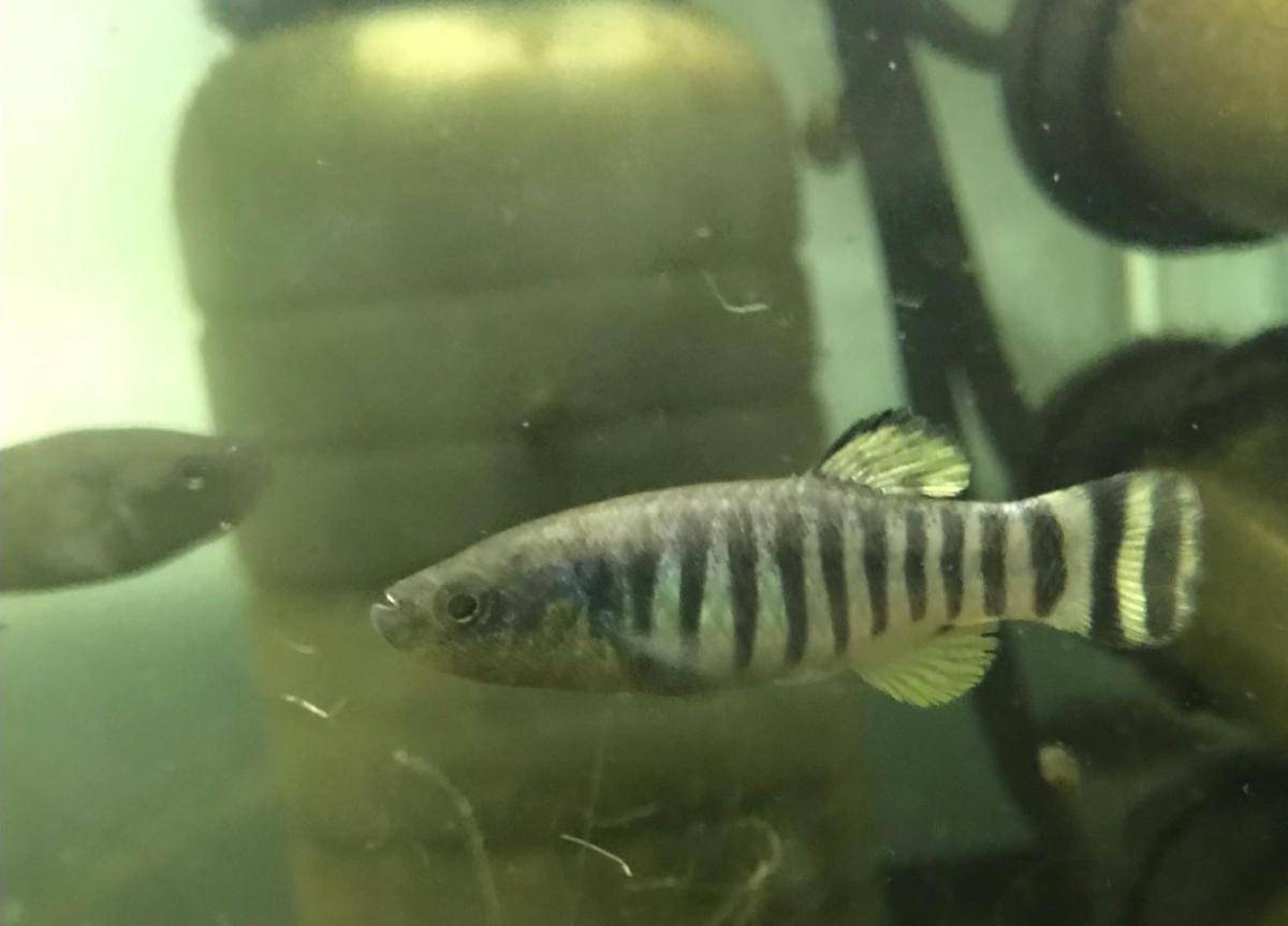 Ilustrasi ikan legendaris yang mampu bertahan hidup di lahan basah alami Yordania
