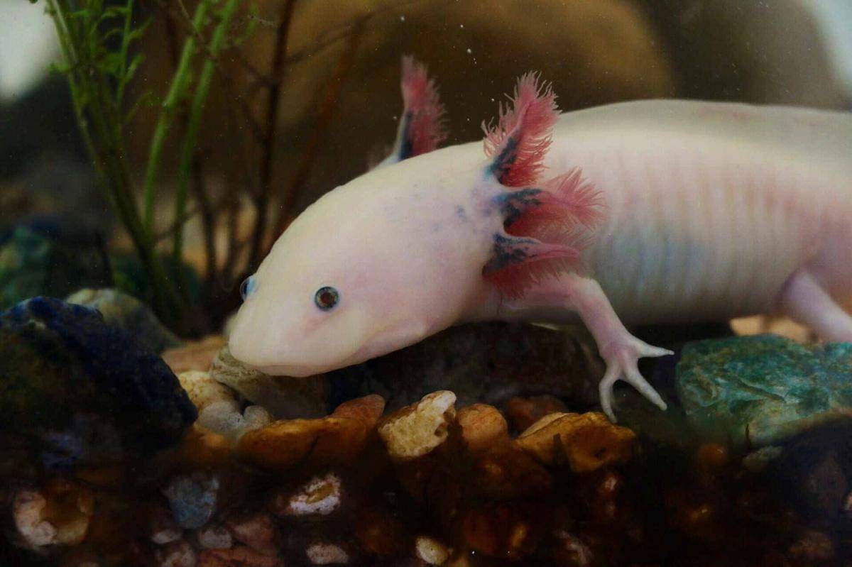 Ilustrasi axolotl si bayi abadi dari Meksiko