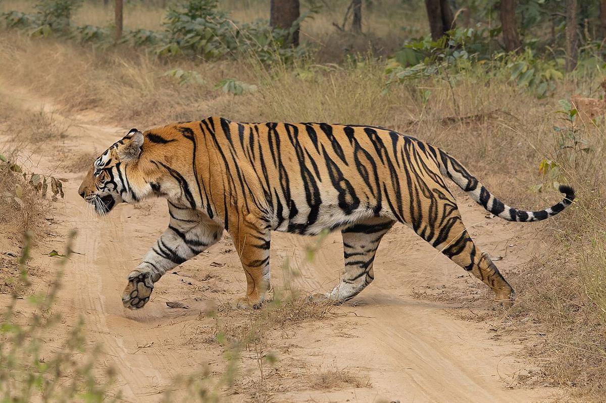 harimau