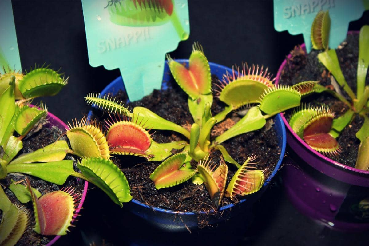 Tanaman venus flytrap