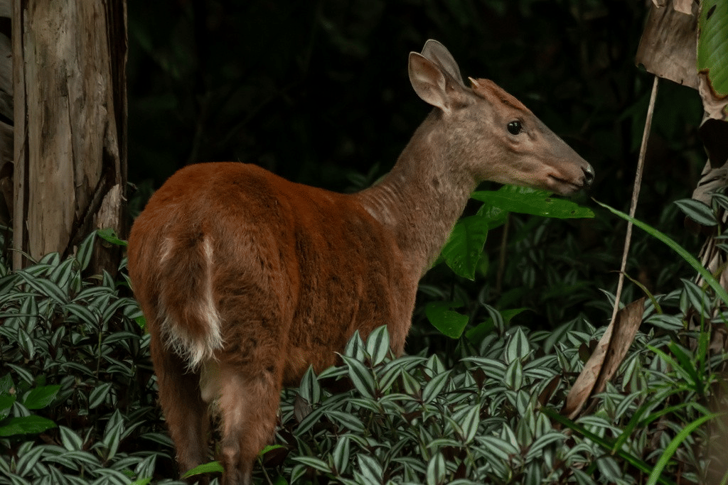 rusa jarum merah kecil
