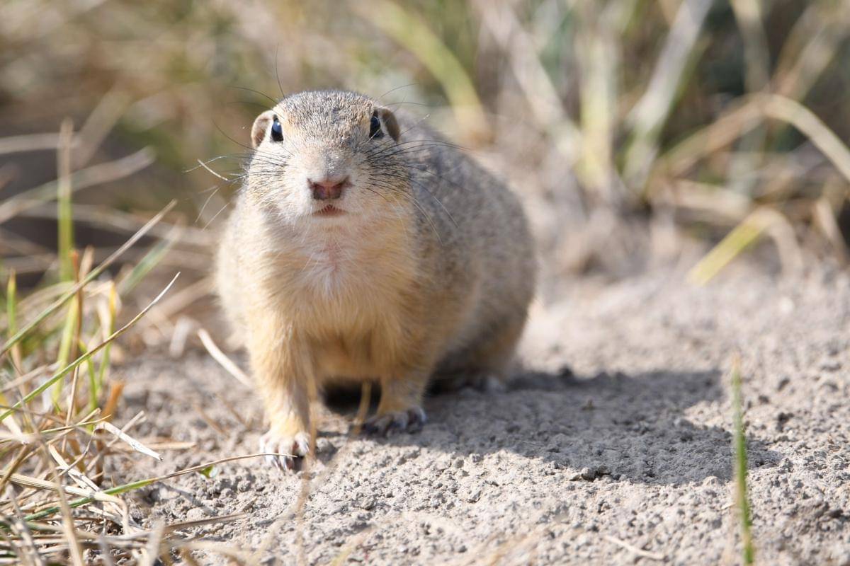 European Ground Squirrel