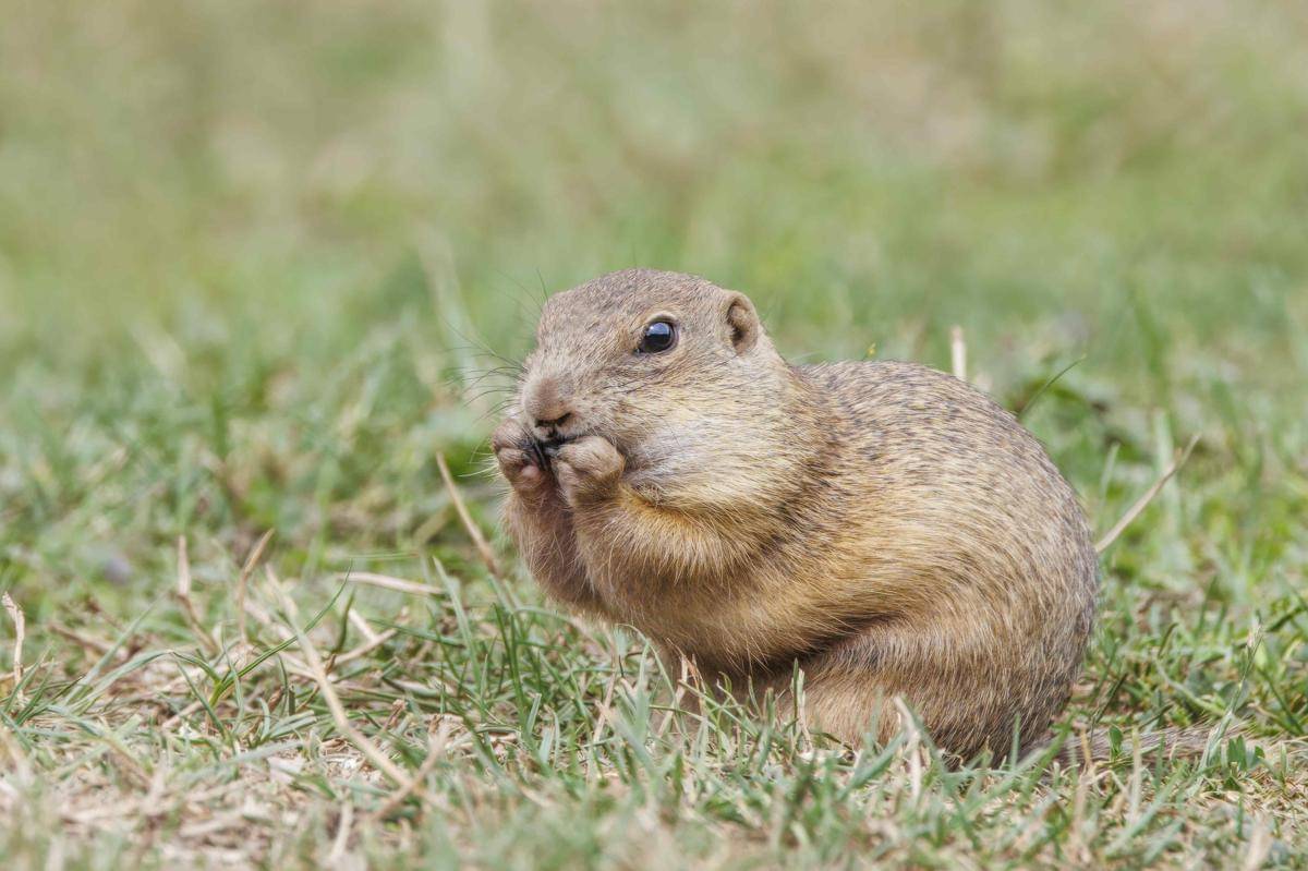 European Ground Squirrel