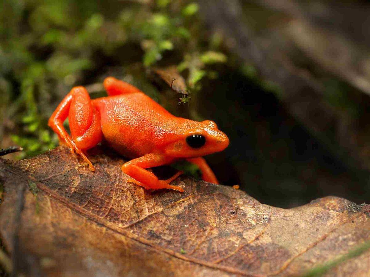 Ilustrasi kodok mantella sang permata emas dari Madagaskar