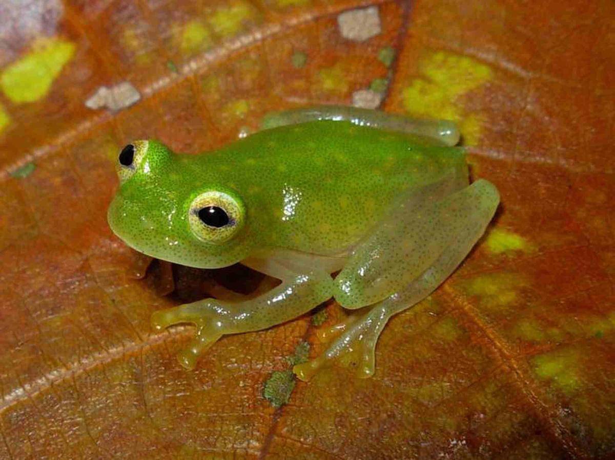 Ilustrasi sang katak transparan yang mampu menyembunyikan jantungnya