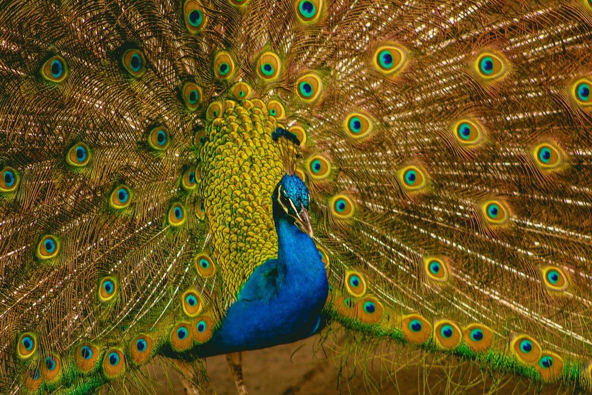 kenapa warna bulu burung merak bisa berubah-ubah di bawah cahaya