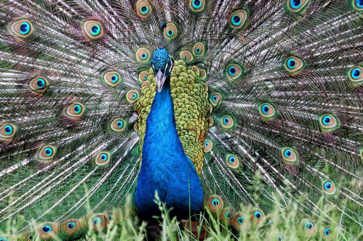 kenapa warna bulu burung merak bisa berubah-ubah di bawah cahaya