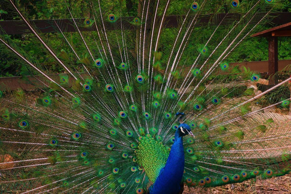 kenapa warna bulu burung merak bisa berubah-ubah di bawah cahaya