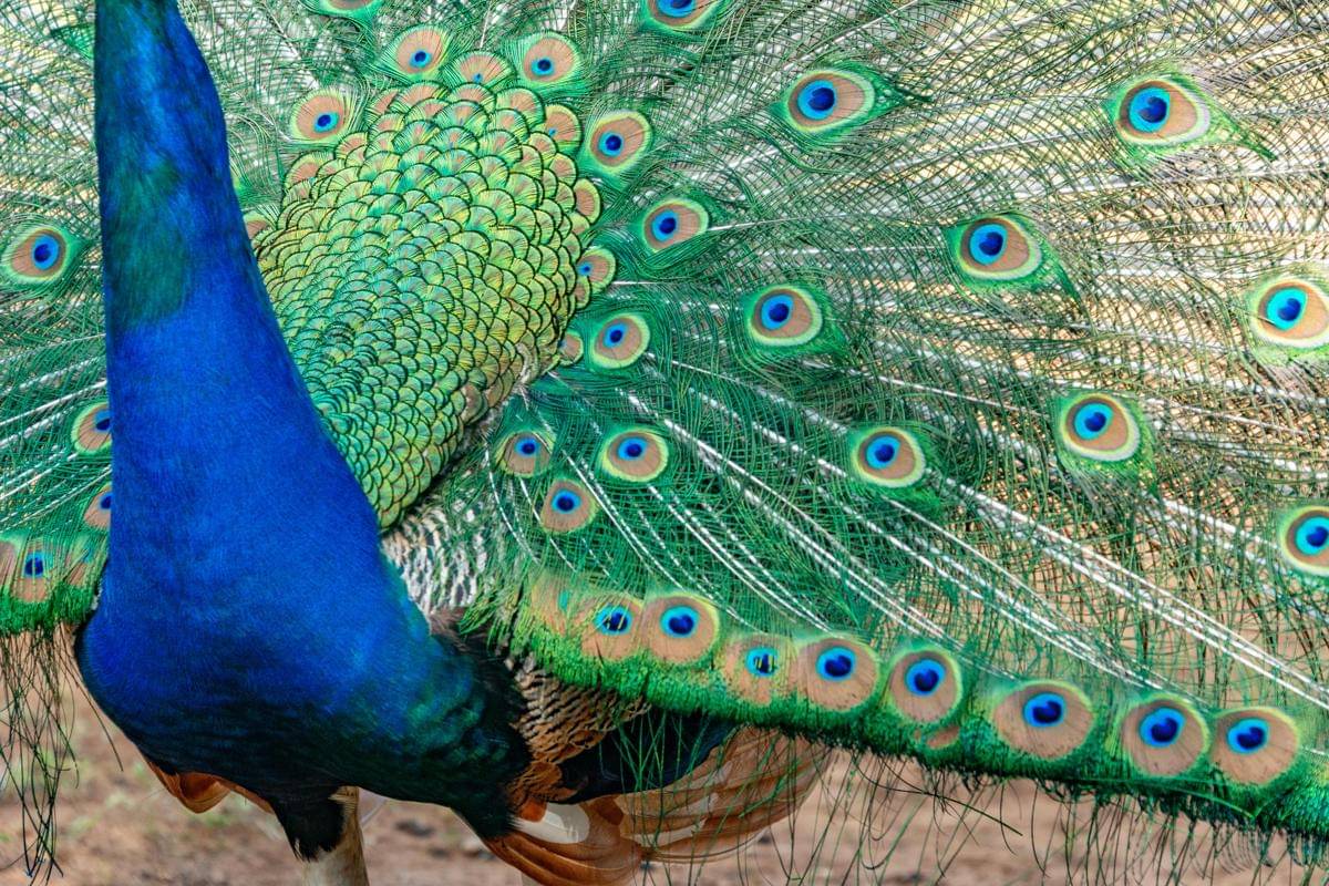 kenapa warna bulu burung merak bisa berubah-ubah di bawah cahaya