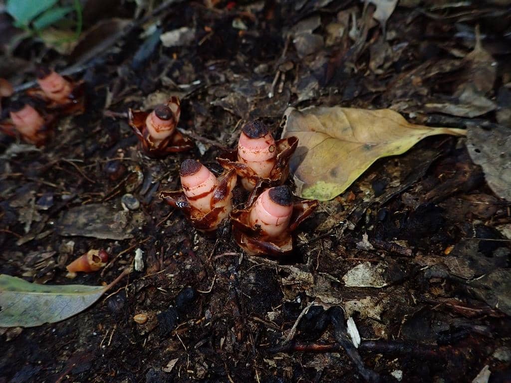 Mitrastemon yamamotoi
