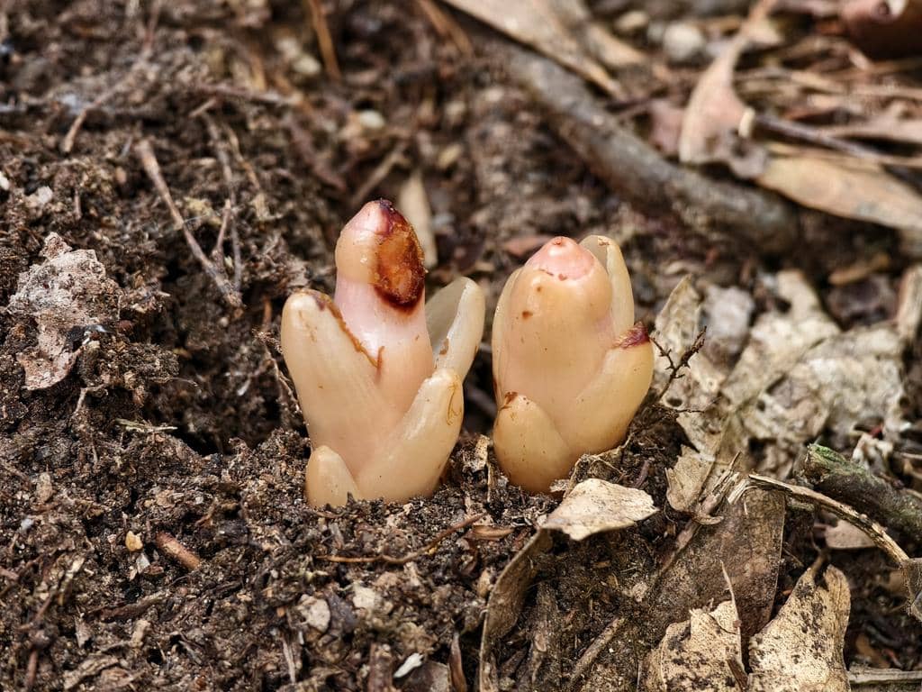 Mitrastemon yamamotoi var. kanehirai