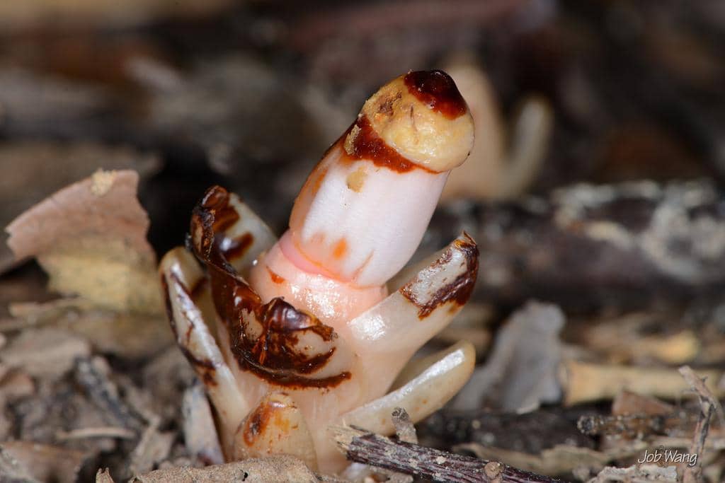 Mitrastemon yamamotoi var. kanehirai