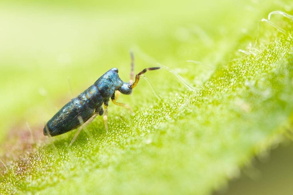 Lepidocyrtus paradoxus