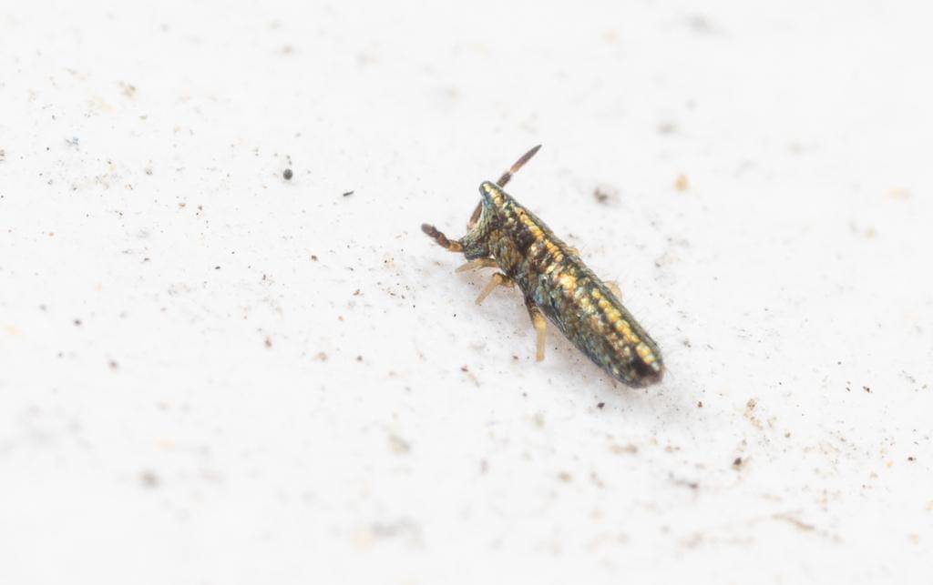 Lepidocyrtus paradoxus