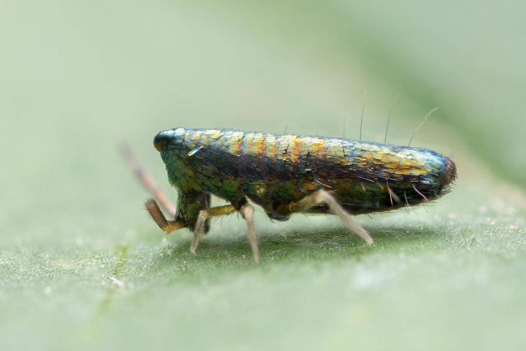 Lepidocyrtus paradoxus