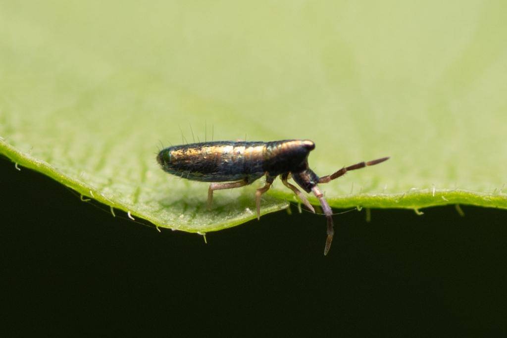 Lepidocyrtus paradoxus