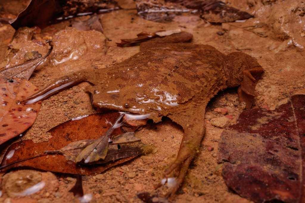Ilustrasi katak yang bisa melahirkan lewat kulit di punggung