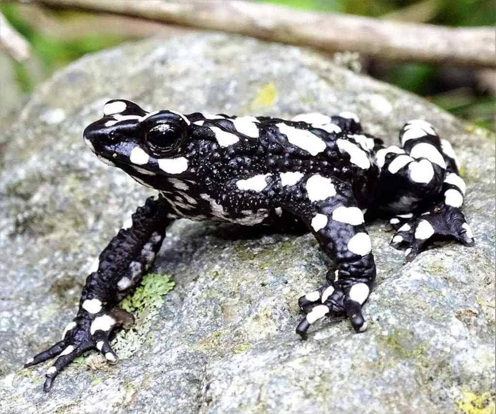 Ilustrasi katak starry night toad yang mirip galaksi mini di kulitnya