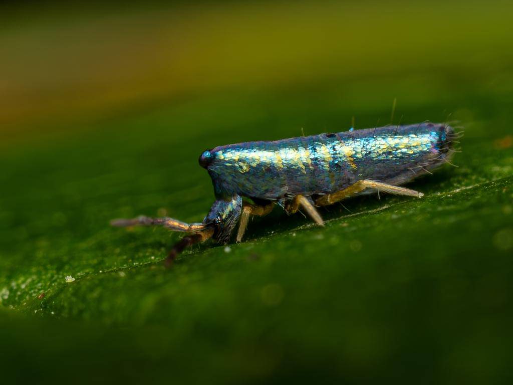 Lepidocyrtus paradoxus