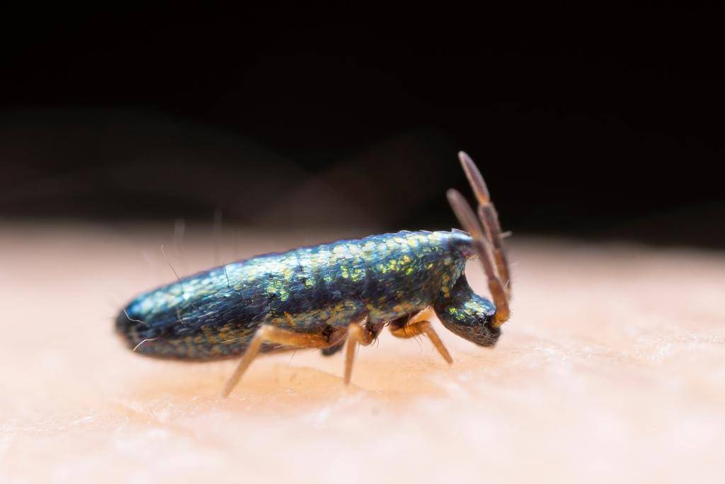 Lepidocyrtus paradoxus