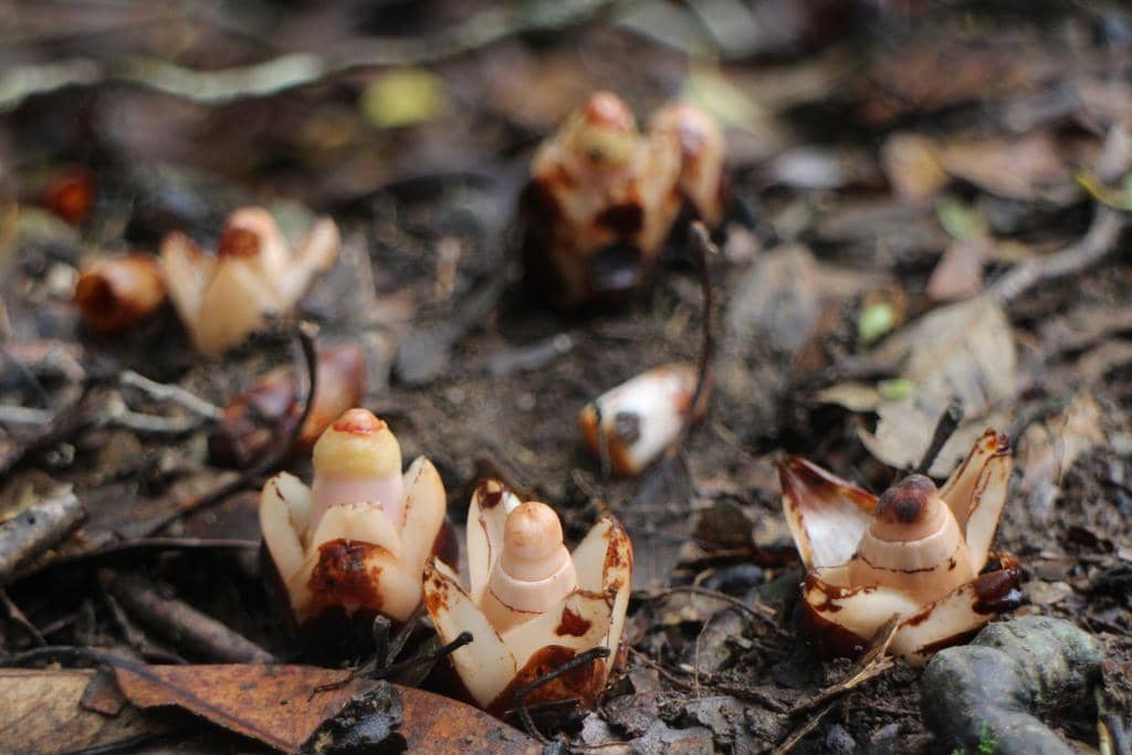 Mitrastemon yamamotoi