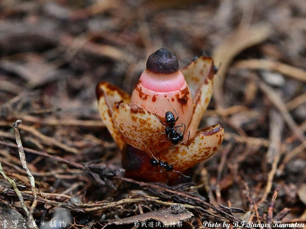 5 Fakta Mitrastemon Yamamotoi, Bunga yang Hidup Tanpa Matahari