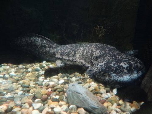 Ilustrasi chinese giant salamander yang makin langka akibat perburuan dan polusi sungai