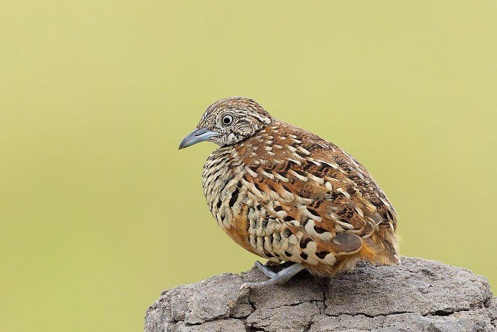 potret burung puyuh