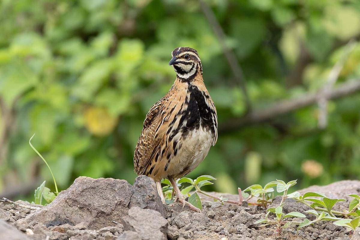 potret burung puyuh